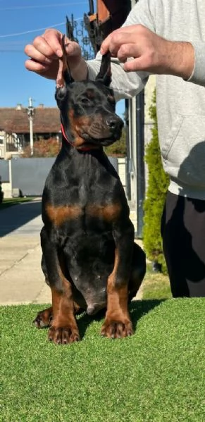 Cuccioli di Dobermann in vendita | Foto 2