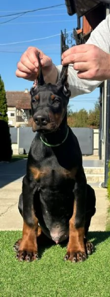 Cuccioli di Dobermann in vendita | Foto 1