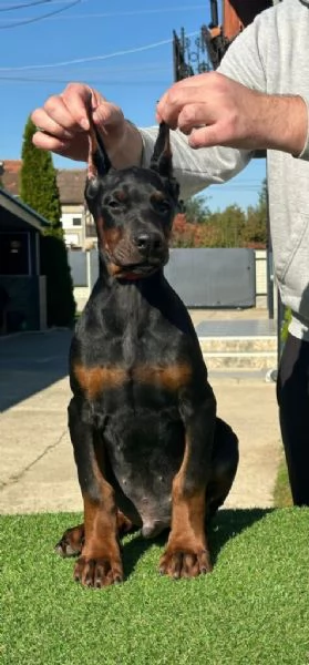 Cuccioli di Dobermann in vendita | Foto 0