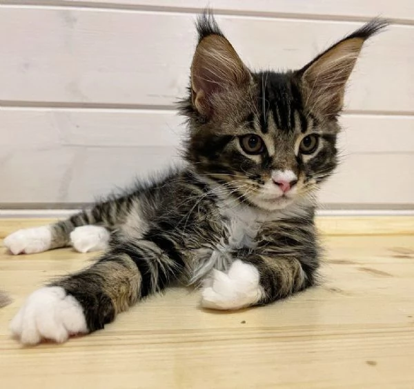 Due Cuccioli Main Coon