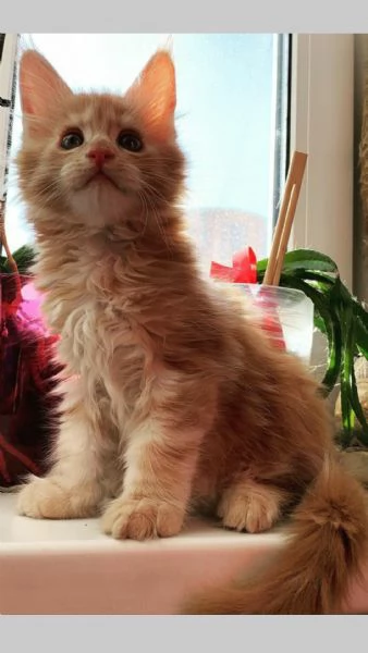 Maine Coon cuccioli pedigree!!