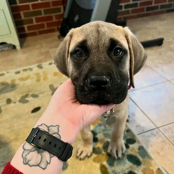 Bull Mastiff Puppies For Sale  | Foto 1