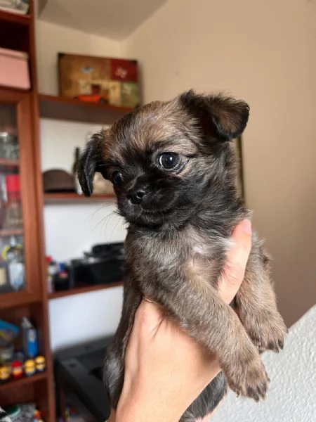 Cuccioli di chihuahua pelo lungo e pelo corto