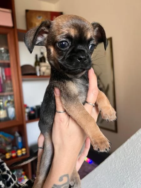 Cuccioli di chihuahua pelo lungo e pelo corto | Foto 4