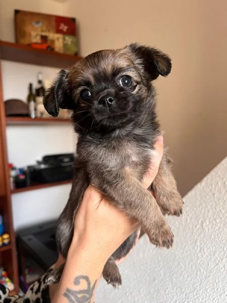 Cuccioli di chihuahua pelo lungo e pelo corto | Foto 3