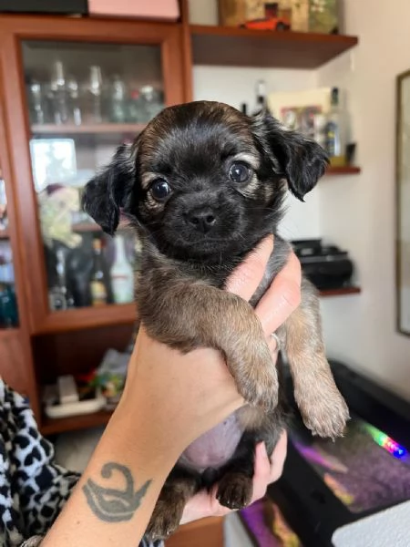 Cuccioli di chihuahua pelo lungo e pelo corto | Foto 2