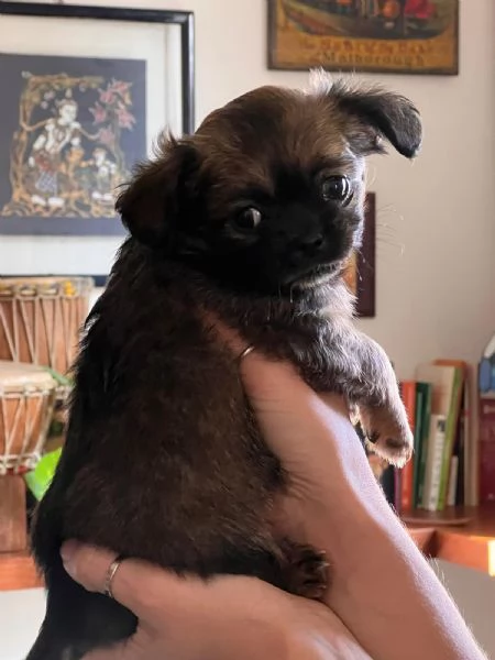 Cuccioli di chihuahua pelo lungo e pelo corto | Foto 1