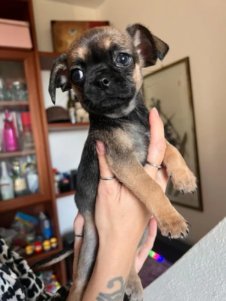 Cuccioli di chihuahua pelo lungo e pelo corto | Foto 0