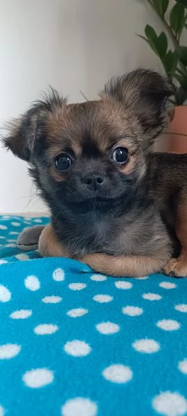 Due maschietti chihuahua pelo lungo e pelo corto  | Foto 4