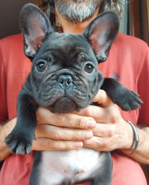 Cucciolo bouledogue Francese con pedigree 