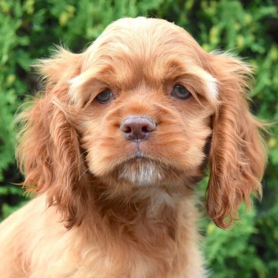 Regalo CUCCIOLI LABRADOR BELLISSIMI CUCCIOLI DI LABRADOR DI PRIMA SCELTA IN PRONTA CONSEGNA MICROCIP