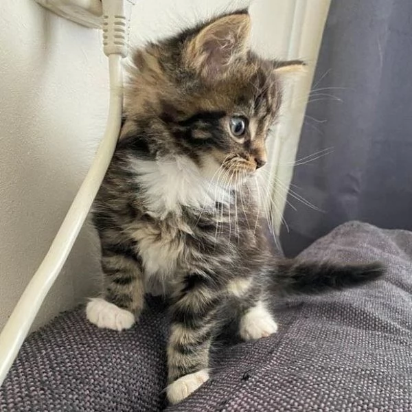 Cuccioli Maine Coon maschi e femmine | Foto 0