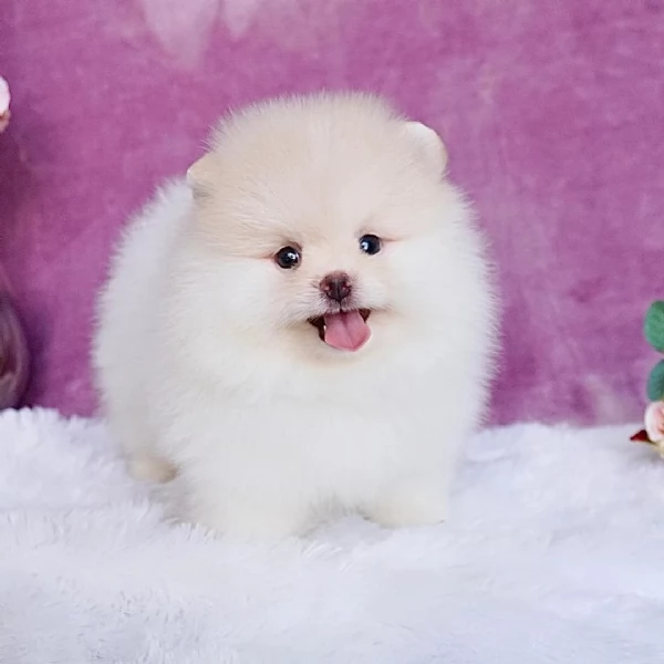 Bellissimo Pomerania giocattolo per Natale