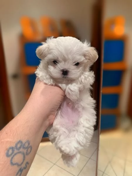 CUCCIOLI MALTESE TOY | Foto 0