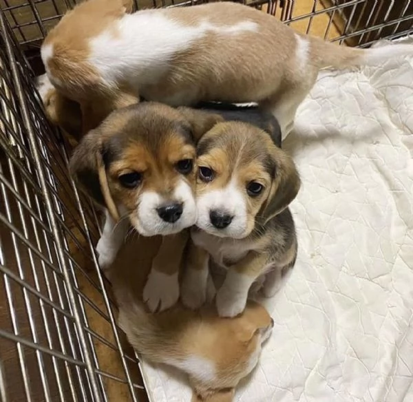 Dolci cuccioli di Beagle maschi e femmine