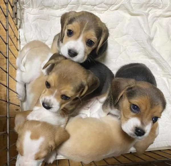 Dolci cuccioli di Beagle maschi e femmine | Foto 0