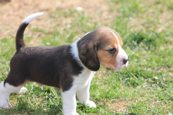 Cucciolate di Beagle