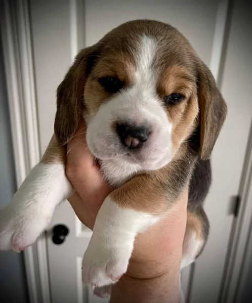 Dolci cuccioli di Beagle maschi e femmine!!