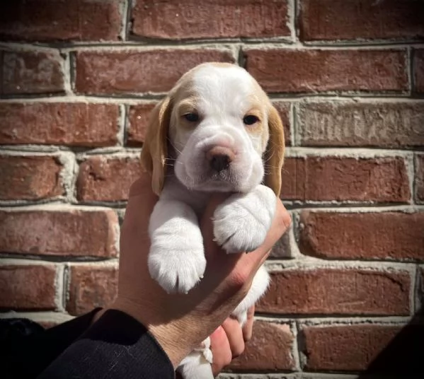 Dolci cuccioli di Beagle maschi e femmine!! | Foto 0