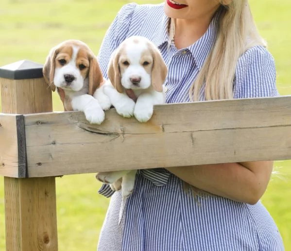 CUCCIOLI DI BEAGLE!!