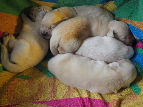 Cuccioli di Golden Retriever 