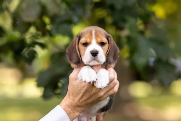 CUCCIOLI DI BEAGLE