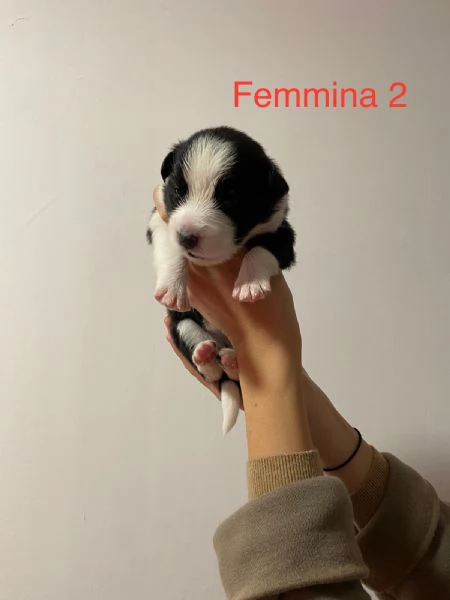 Cuccioli di Border Collie - Pedigree ENCI | Foto 6