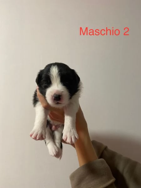 Cuccioli di Border Collie - Pedigree ENCI | Foto 4