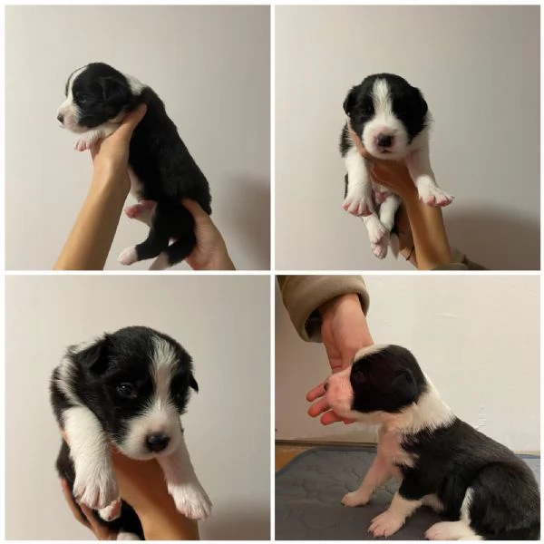 Cuccioli di Border Collie - Pedigree ENCI