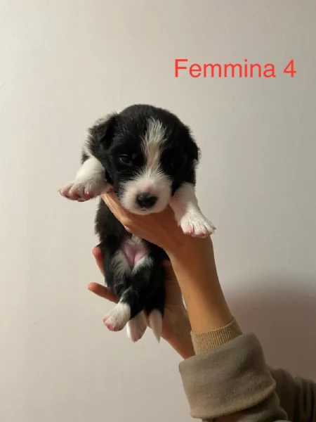 Cuccioli di Border Collie - Pedigree ENCI | Foto 3