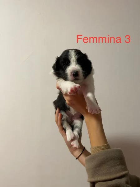 Cuccioli di Border Collie - Pedigree ENCI | Foto 2