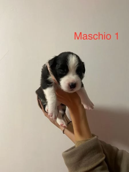 Cuccioli di Border Collie - Pedigree ENCI | Foto 0