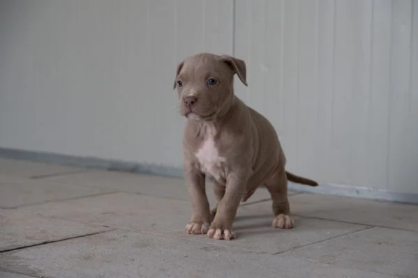 Cuccioli Tricolor Lilac e Silver | Foto 4