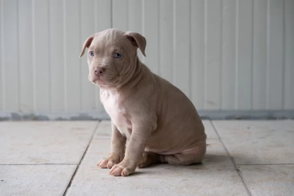 Cuccioli Tricolor Lilac e Silver | Foto 3