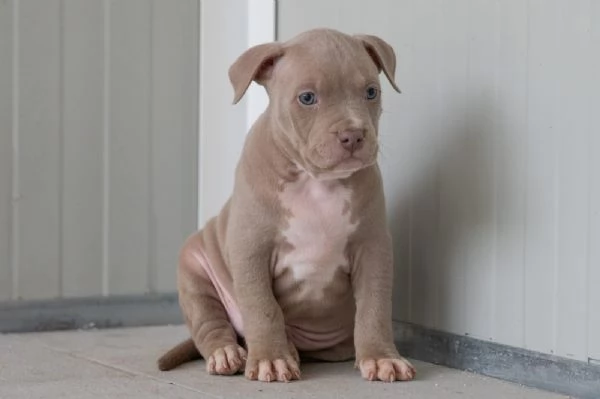 Cuccioli Tricolor Lilac e Silver