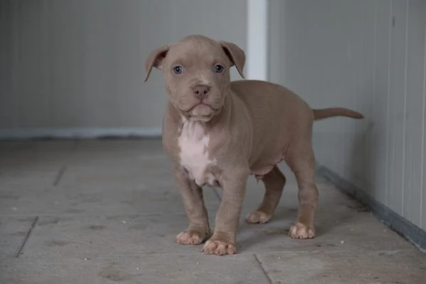 Cuccioli Tricolor Lilac e Silver | Foto 1