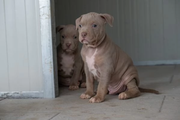 Cuccioli Tricolor Lilac e Silver | Foto 0