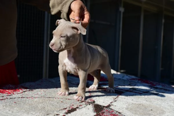 Ultimo Cucciolo Silver di American Pitbull Terrier | Foto 3