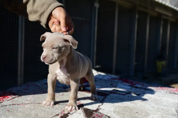 Ultimo Cucciolo Silver di American Pitbull Terrier | Foto 2