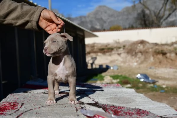 Ultimo Cucciolo Silver di American Pitbull Terrier | Foto 0