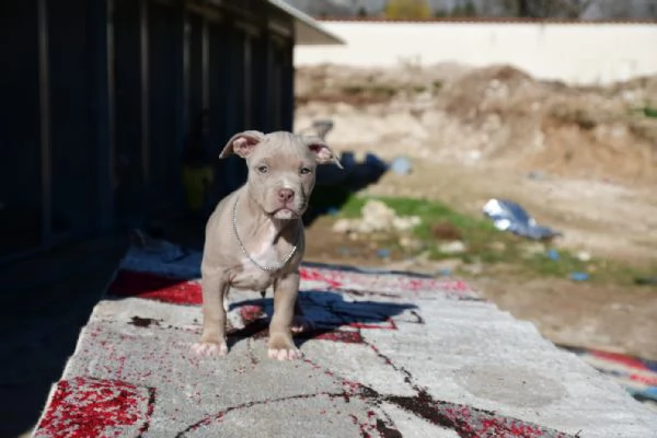 Ultimo Cucciolo Silver di American Pitbull Terrier