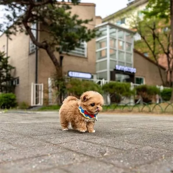 Abbiamo anche un barboncino toy davvero dolce!!  | Foto 0