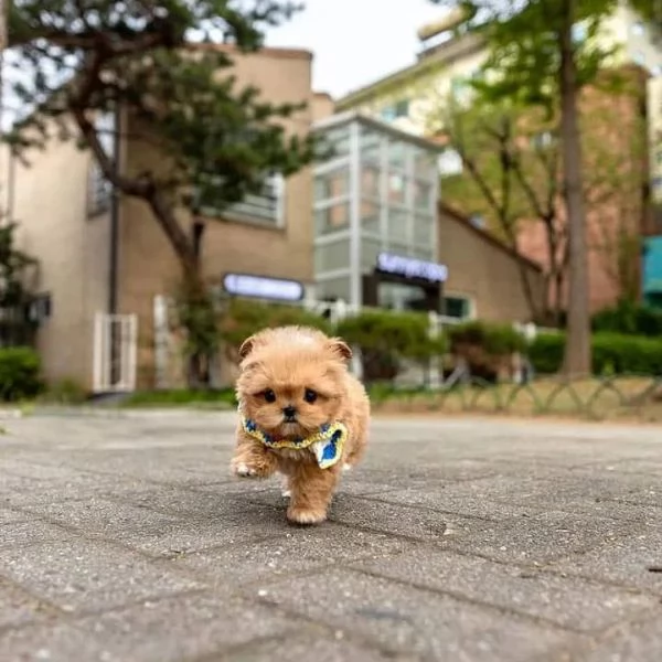 Abbiamo anche un barboncino toy davvero dolce!! 