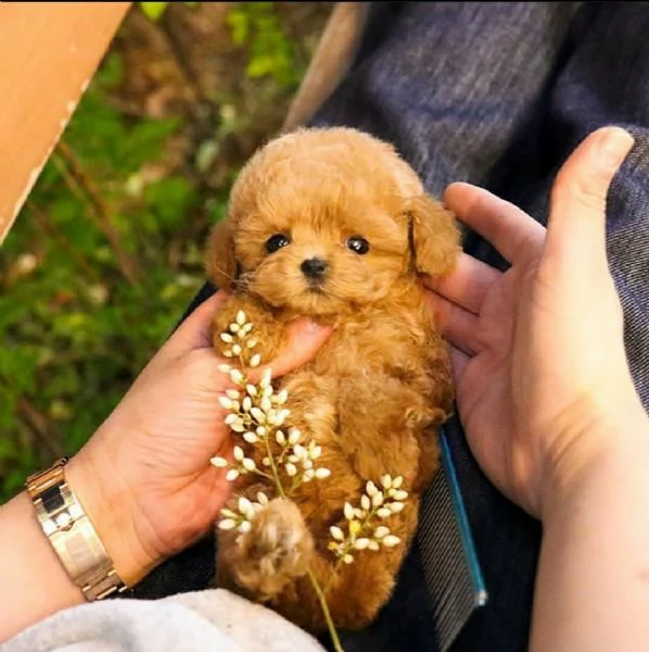 Abbiamo anche un barboncino toy davvero dolce!!   | Foto 0