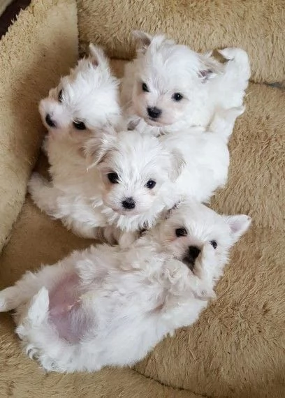 4 cucciolo di maltese 2 maschio 2 Femmina taglia toy