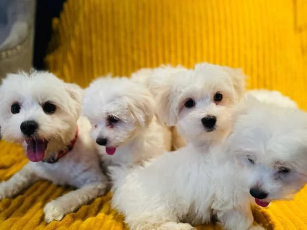 Cuccioli di maltese