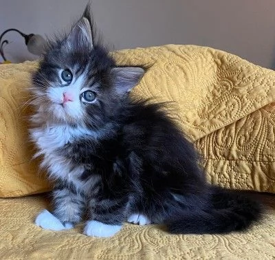 Cuccioli Maine Coon