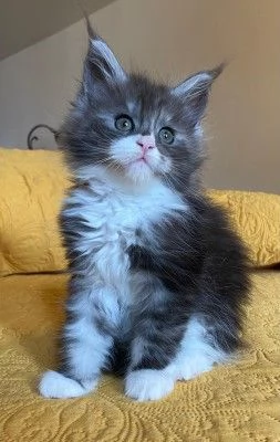 Cuccioli Maine Coon | Foto 0