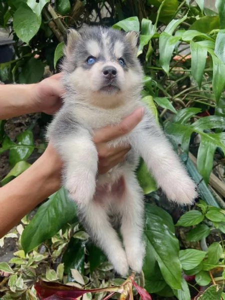 Cuccioli Siberian Husky