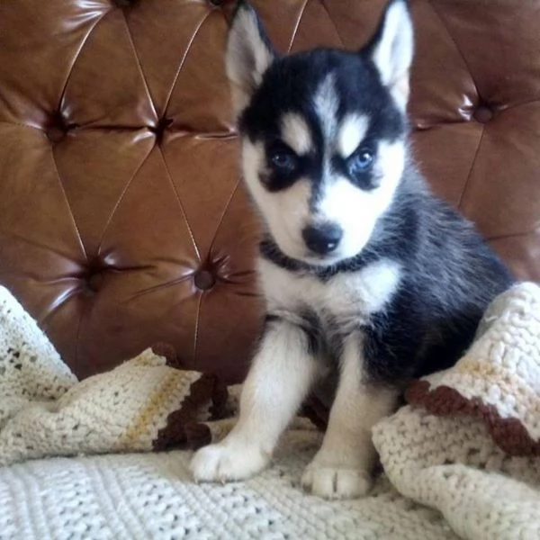 Siberian husky cuccioli